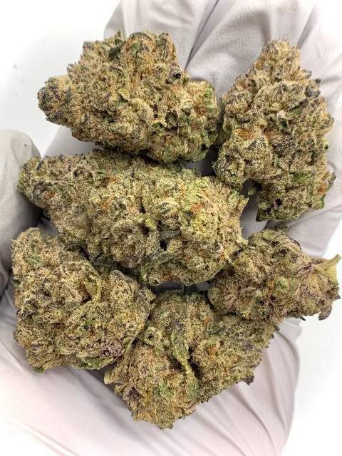 Bulk-packaging-of-Lemon-Cherry-Gelato-THCa-Flower-ready-for-wholesale-buyers