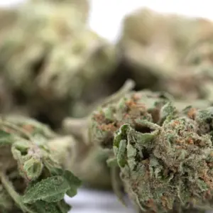 After Dark THCa Flower wholesale hemp flower batch Germany EU B2B