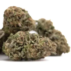 Bolor Tartz THCa Hemp Flower wholesale indoor hemp flower Germany EU B2B