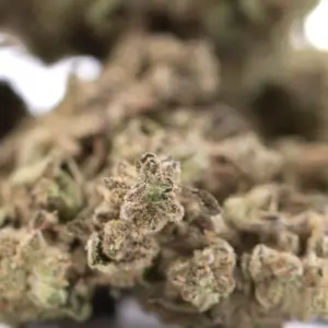 Fornicator THCA hemp flower wholesale batch from Germany with compliance documentation