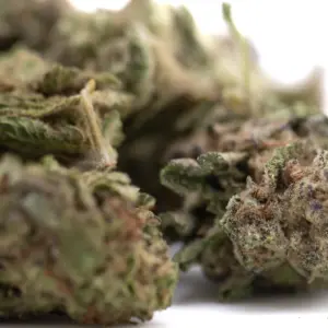 Gas Monkey THCa Flower wholesale indoor hemp flower Germany EU B2B