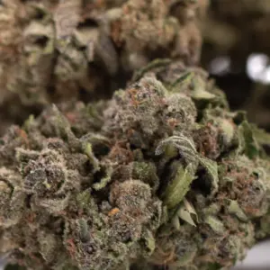 Giggle Gas THCa Hemp Flower wholesale indoor hemp flower Germany EU B2B