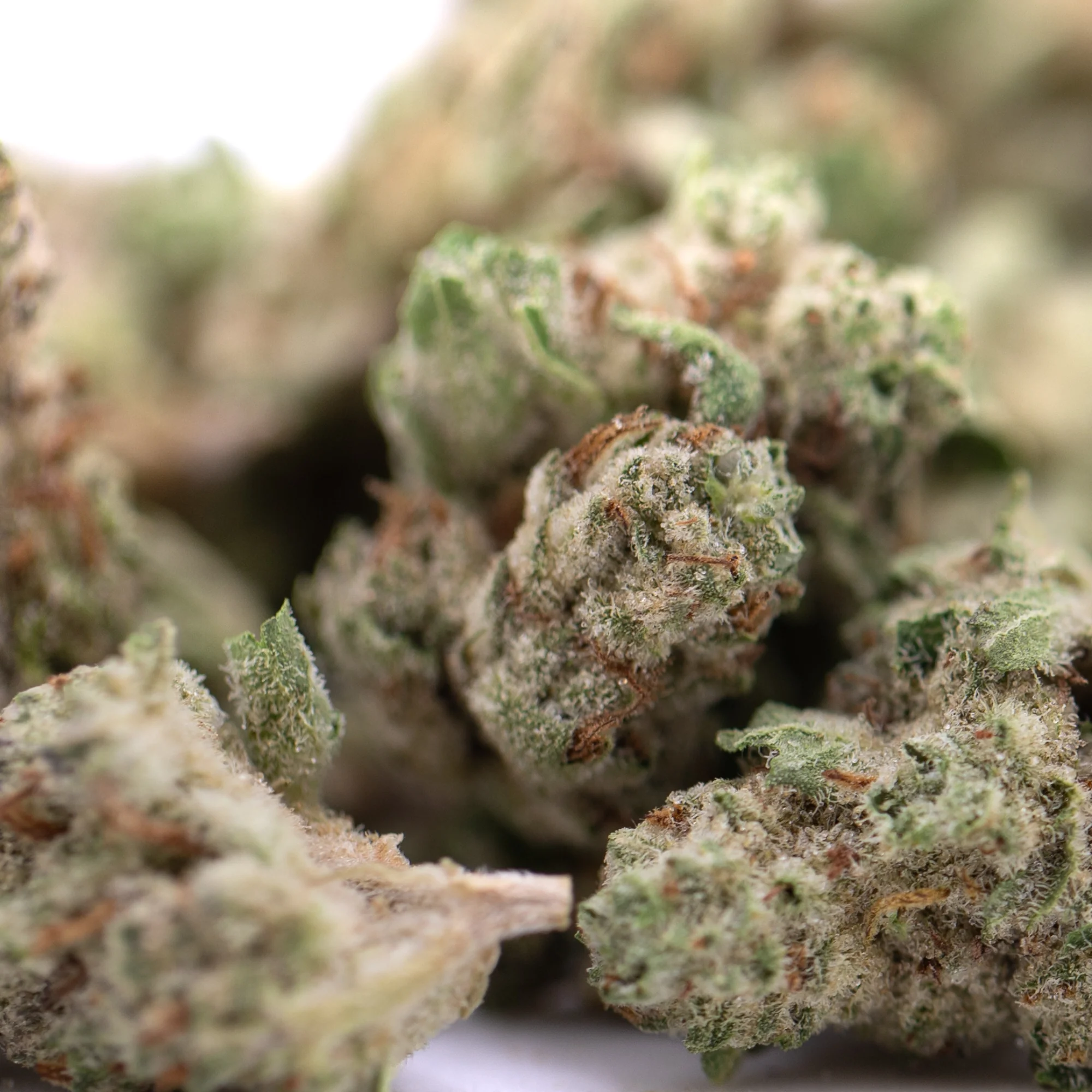 Nectarine Jelly THCa hemp flower wholesale indoor cultivation Germany EU B2B