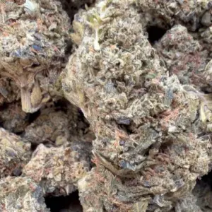 Super Jack THCa flower wholesale indoor cultivation Germany EU