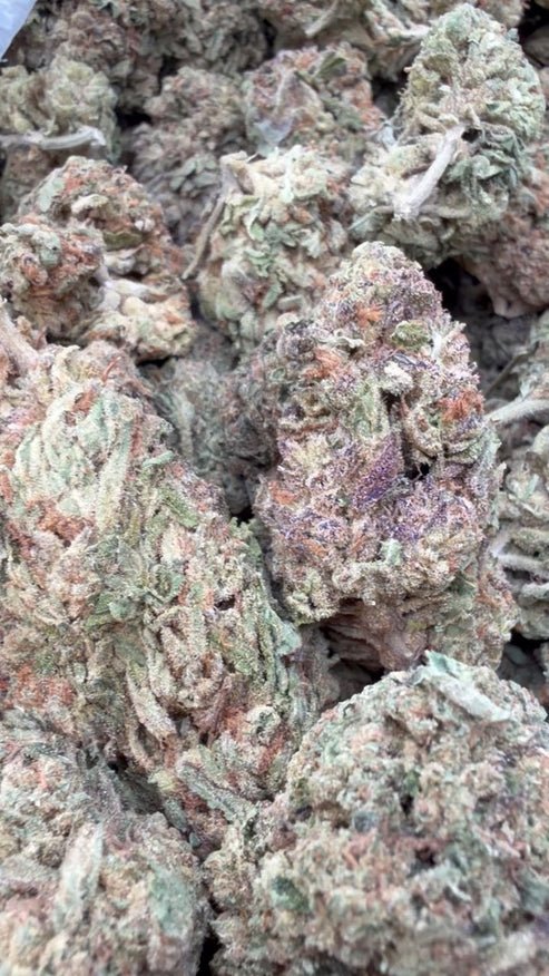 Winter Breath THCa flower wholesale indoor cultivation Germany EU B2B